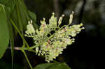 Yellow buckeye